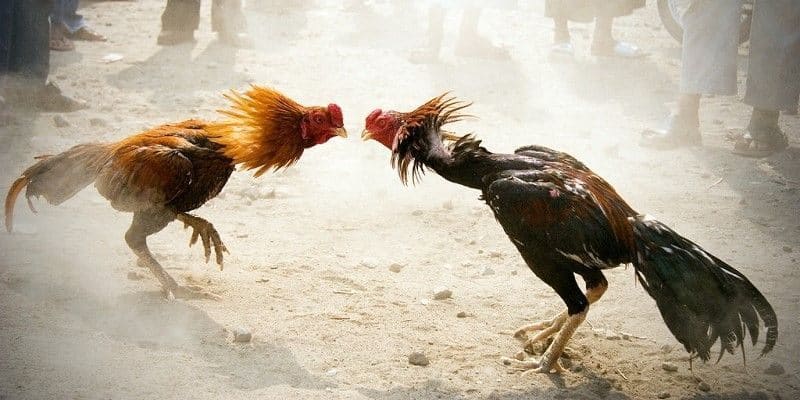 Quy định về luật chơi mà bạn cần “nằm lòng”
